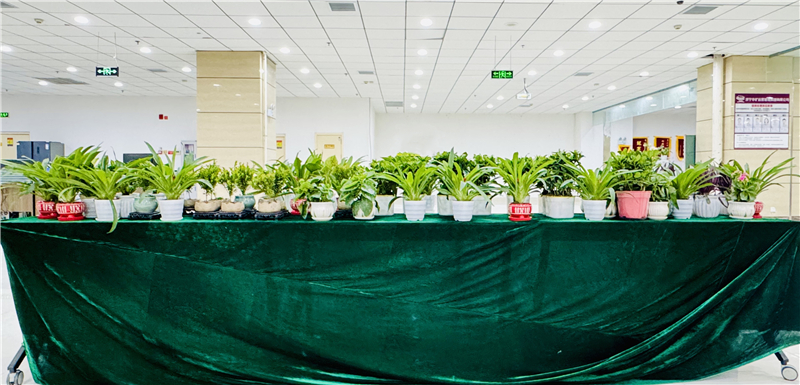 溫暖員工日|華礦集團(tuán)為全體員工發(fā)放1月員工日愛心盆栽